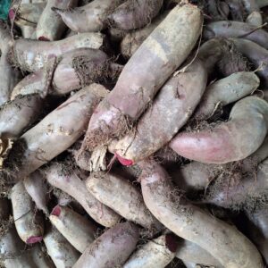 Buraczki czerwone podłużne