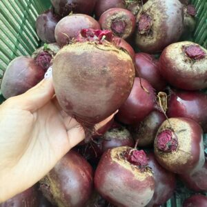 Buraczki czerwone okrągły