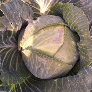 Kapusta biała cena za sztukę