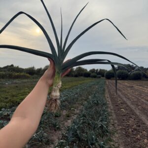 Por cena za 2 sztuki