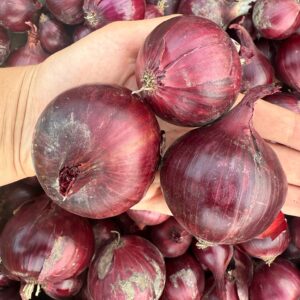 Cebula czerwona