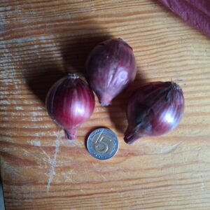 Cebula czerwona drobna na wysadkę