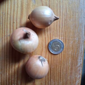 Cebula żółta drobna na wysadkę