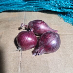 Cebula czerwona drobna